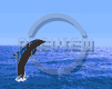 encor des dauphin